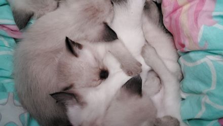 Süße Siam Kitten suchen neues zu Hause