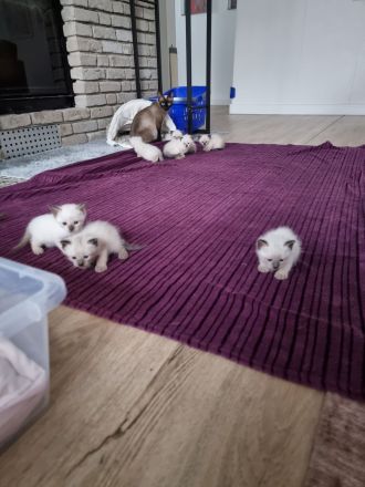Süße Siam Kitten suchen neues zu Hause
