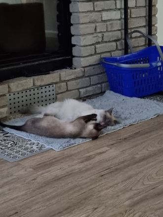 Süße Siam Kitten suchen neues zu Hause