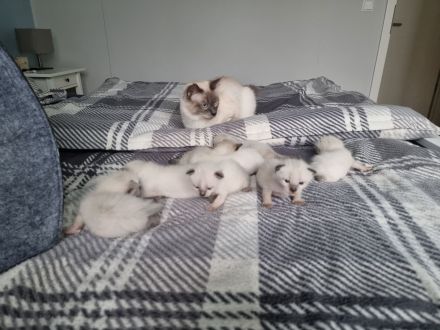 Süße Siam Kitten suchen neues zu Hause