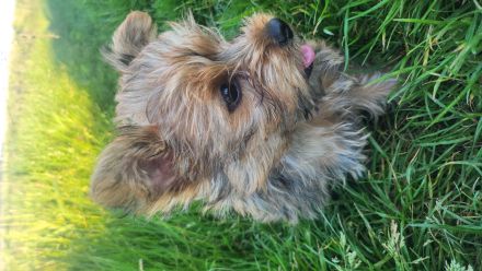 Reinrassige Yorkshire Terrier Welpen