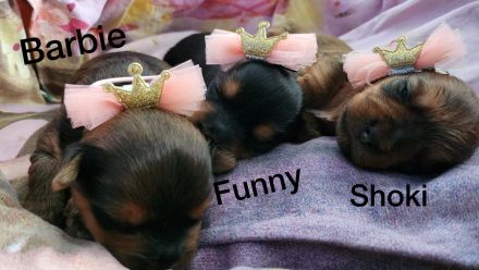 Reinrassige Yorkshire Terrier Welpen