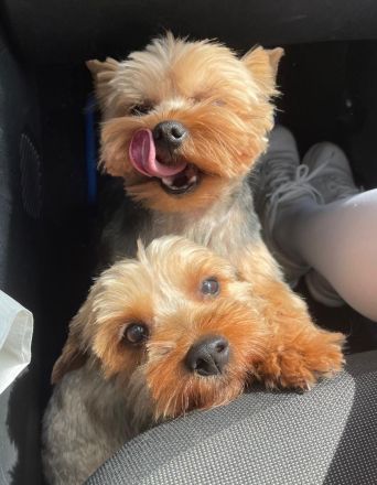 Reinrassige Yorkshire Terrier Welpen