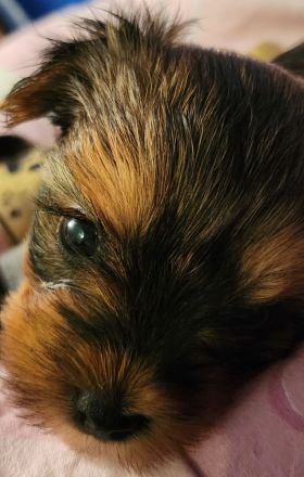 Reinrassige Yorkshire Terrier Welpen