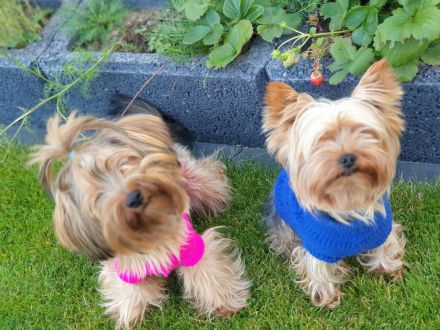 Reinrassige Yorkshire Terrier Welpen