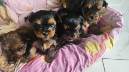 Reinrassige Yorkshire Terrier Welpen