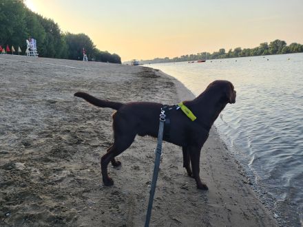 Labrador Deckrüde - Braun