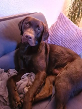 Labrador Deckrüde - Braun