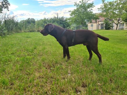 Labrador Deckrüde - Braun