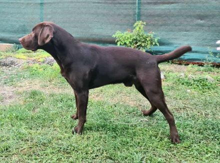 Labrador Deckrüde - Braun