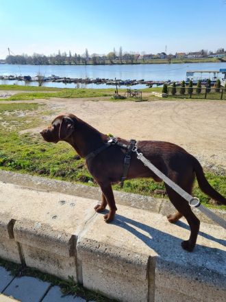 Labrador Deckrüde - Braun