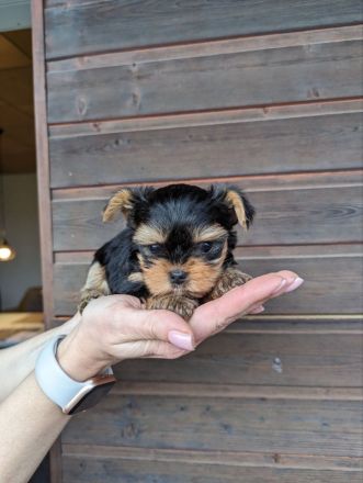 Welpen Yorkshire Terriers