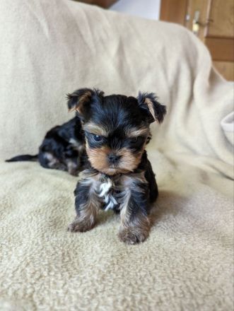 Welpen Yorkshire Terriers