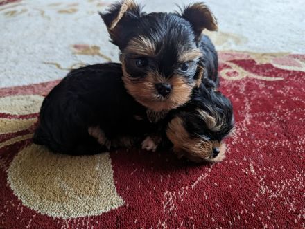 Welpen Yorkshire Terriers
