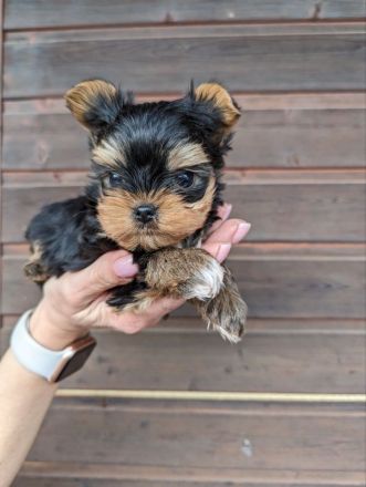 Welpen Yorkshire Terriers