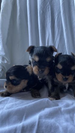Welpen Yorkshire Terriers