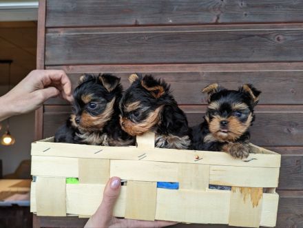 Welpen Yorkshire Terriers