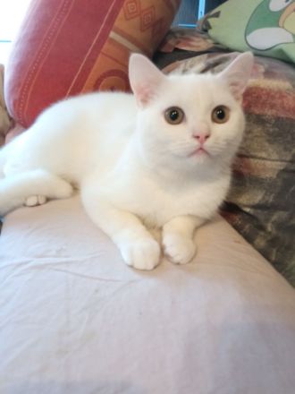 BKH , britisch Kurzhaar