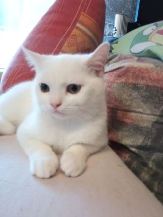 BKH , britisch Kurzhaar