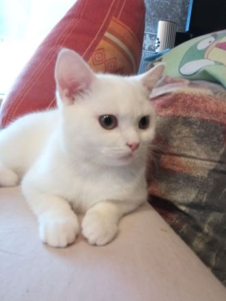 BKH , britisch Kurzhaar