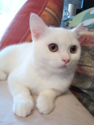 BKH , britisch Kurzhaar