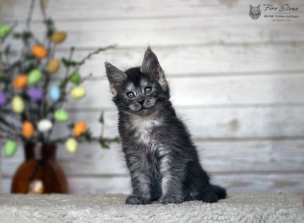 Maine coon (Stammbaum, Gentests)