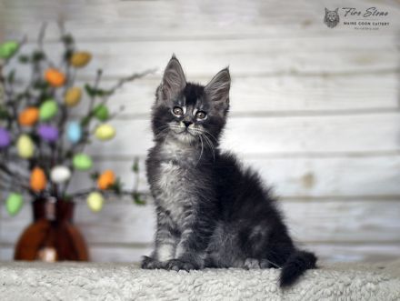 Maine coon (Stammbaum, Gentests)