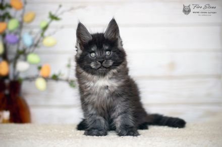 Maine coon (Stammbaum, Gentests)