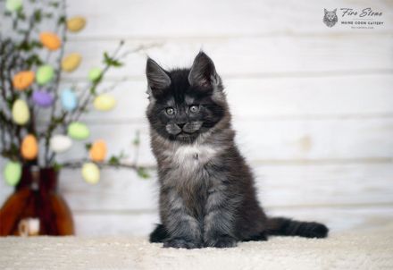 Maine coon (Stammbaum, Gentests)