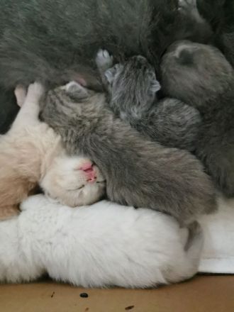 Reinrassige BKH Kitten