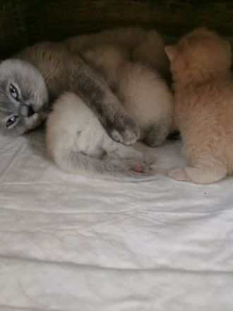 Reinrassige BKH Kitten