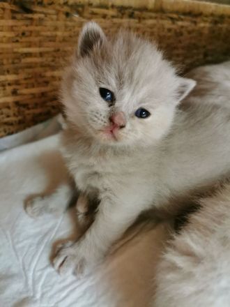 Reinrassige BKH Kitten