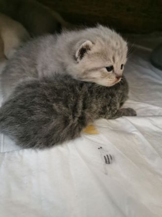 Reinrassige BKH Kitten