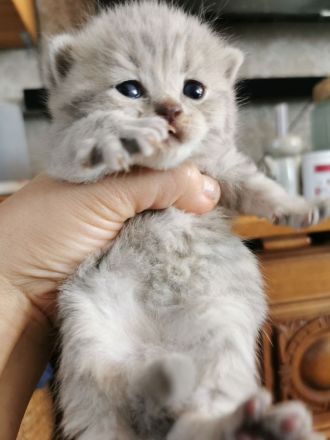 Reinrassige BKH Kitten