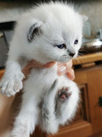 Reinrassige BKH Kitten