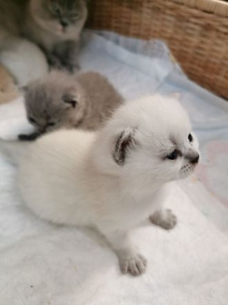 Reinrassige BKH Kitten