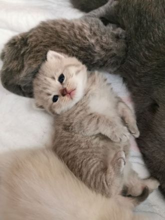 Reinrassige BKH Kitten