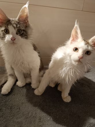 Süße schmusekatzen maine coon