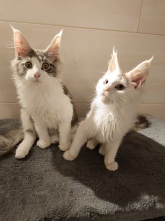 Süße schmusekatzen maine coon