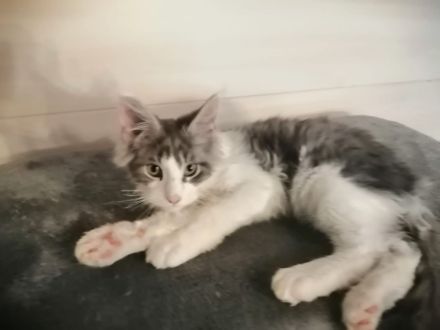 Süße schmusekatzen maine coon