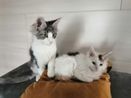 Süße schmusekatzen maine coon