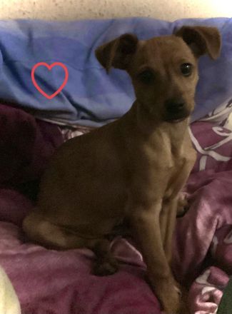 DRINGEND PFLEGE PLATZ GESUCHT!!!