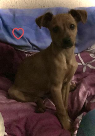 DRINGEND PFLEGE PLATZ GESUCHT!!!