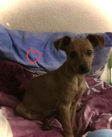 DRINGEND PFLEGE PLATZ GESUCHT!!!