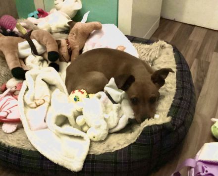 DRINGEND PFLEGE PLATZ GESUCHT!!!