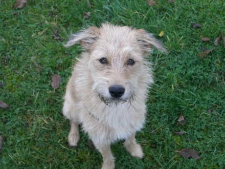 Frankfurter Fellnasen die Hundetagesstätte für Kleine Hunde