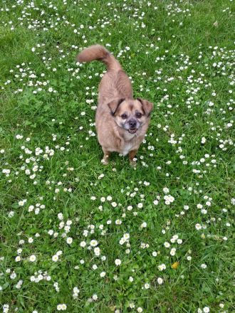 Frankfurter Fellnasen die Hundetagesstätte für Kleine Hunde