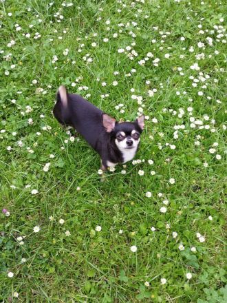 Frankfurter Fellnasen die Hundetagesstätte für Kleine Hunde