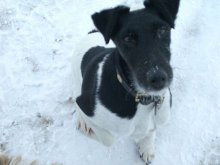 Frankfurter Fellnasen die Hundetagesstätte für Kleine Hunde