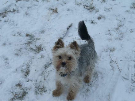 Frankfurter Fellnasen die Hundetagesstätte für Kleine Hunde